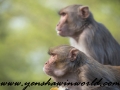 Monkey Park-12