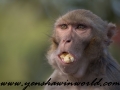 Monkey Park-13