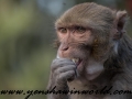 Monkey Park-14