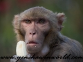 Monkey Park-15