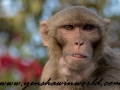 Monkey Park-16