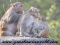 Monkey Park-2