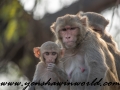 Monkey Park-3