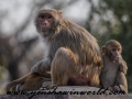 Monkey Park-4