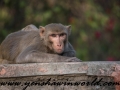 Monkey Park-7