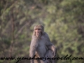 Monkey Park-8