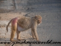 Monkey Park-9