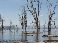 Lake Nakuru (1 of 1)