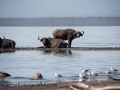 Lake Nakuru (102 of 195)