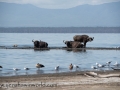 Lake Nakuru (98 of 195)