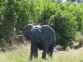 Okavango-10