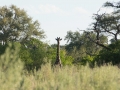 Okavango-24