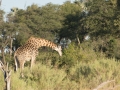 Okavango-42