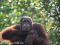 Orangutan (17 of 33)