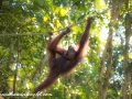 Orangutan (32 of 33)