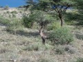 Samburu-19