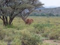 Samburu-83