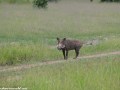 South-Luangwa-1-19