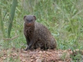 South-Luangwa-1-32