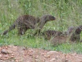 South-Luangwa-1-33