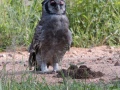 South-Luangwa-5-1-20