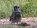 South-Luangwa-5-1-23