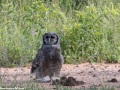 South-Luangwa-5-1-24