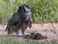 South-Luangwa-5-1-29