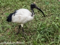 Bird Park (10 of 29)