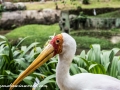 Bird Park (15 of 29)