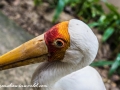 Bird Park (16 of 29)