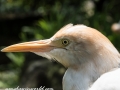 Bird Park (3 of 29)