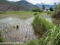 To Punakha (47 of 92)