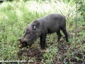 Bearded Pig (1 of 10)