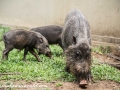 Bearded Pig (10 of 10)