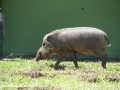 Bearded Pig (2 of 10)