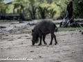 Bearded Pig (3 of 10)