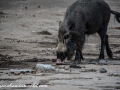 Bearded Pig (4 of 10)