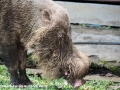 Bearded Pig (5 of 10)