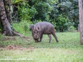 Bearded Pig (6 of 10)