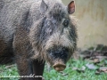 Bearded Pig (7 of 10)