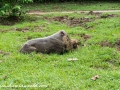 Bearded Pig (8 of 10)