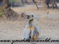 ranthambore (10 of 61)