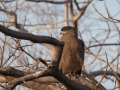 ranthambore (15 of 61)