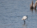 ranthambore (18 of 61)