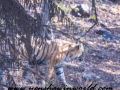 ranthambore (20 of 61)