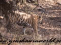 ranthambore (21 of 61)