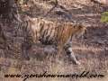 ranthambore (22 of 61)