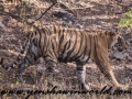 ranthambore (23 of 61)