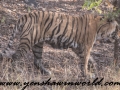 ranthambore (24 of 61)